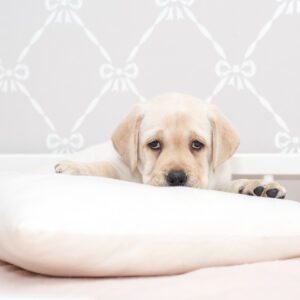 Hundebetten, Kissen & Decken