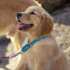 Hundeleinen & Zubehör